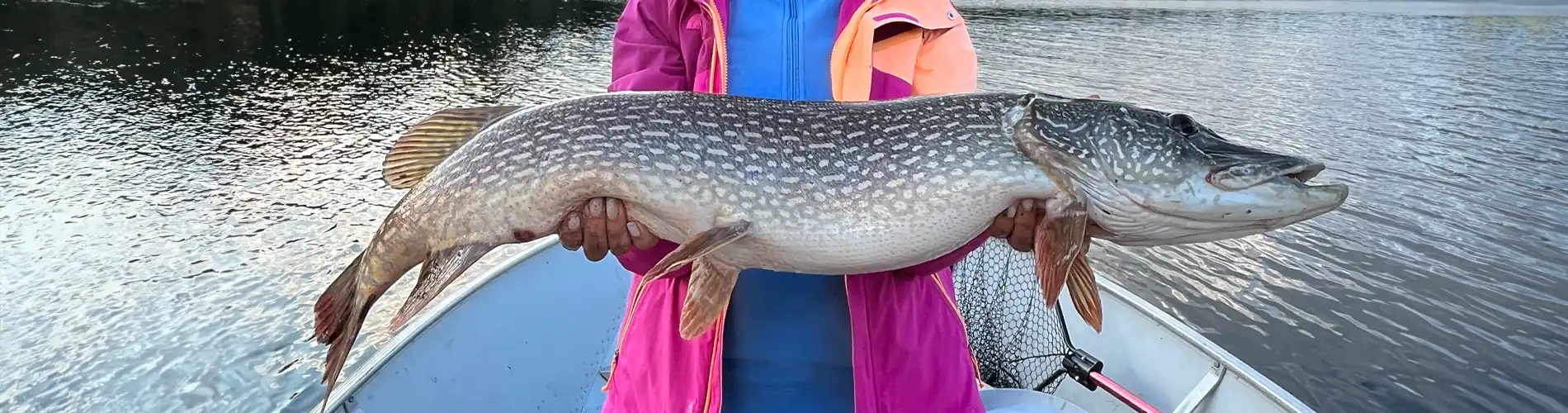 Northern Pike Archives - Bear's Den Lodge - Fishing French River